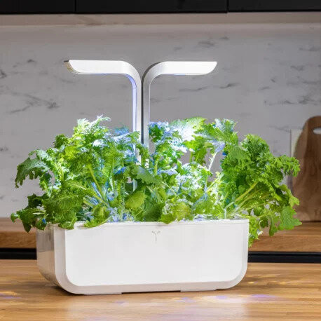 Véritable Lingot Wasabi hořčice listová - BIO